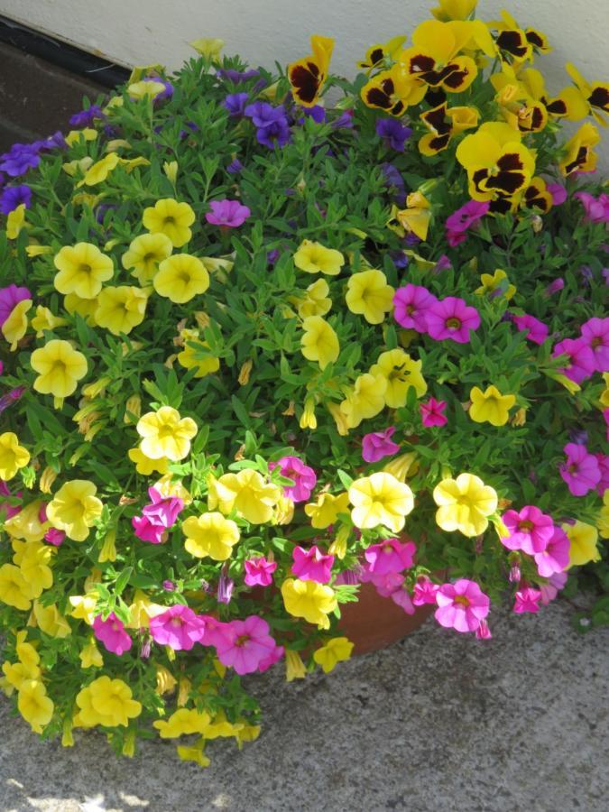 Little Orchard Apartment Pont Yates エクステリア 写真