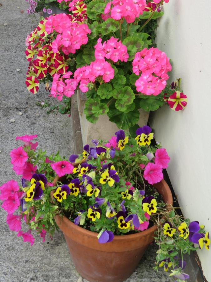 Little Orchard Apartment Pont Yates エクステリア 写真