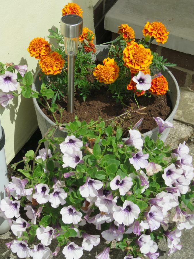 Little Orchard Apartment Pont Yates エクステリア 写真